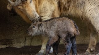 Golden Takin Born at the San Diego Zoo