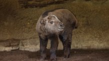 Golden Takin Born at the San Diego Zoo