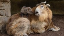 Golden Takin Born at the San Diego Zoo