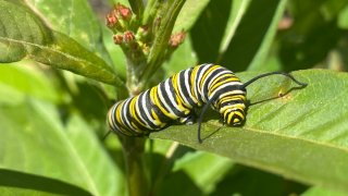 A caterpillar is pictured on a milkweed plant.