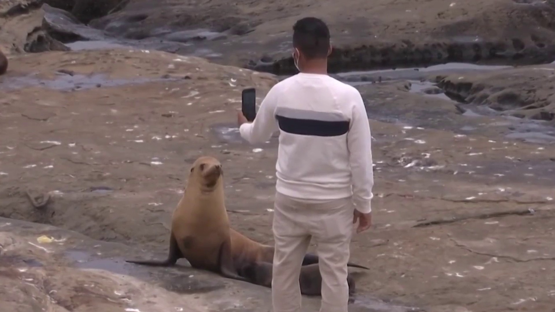 Here's What Experts Think Was Really Going On in That Viral La Jolla Sea  Lion Video 