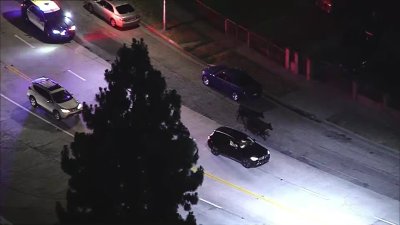 Cows on the Moove: Authorities Chase Down Loose Cows in Pico Rivera
