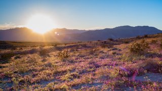 Super Bloom In Anza-Borrego
