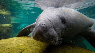 FILE - A manatee swims in a recovery pool at the David A. Straz, Jr. Manatee Critical Care Center in ZooTampa at Lowry Park in Tampa, Florida, on Jan. 19, 2021.