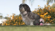 Dog sits in the grass with pink prosthetic legs