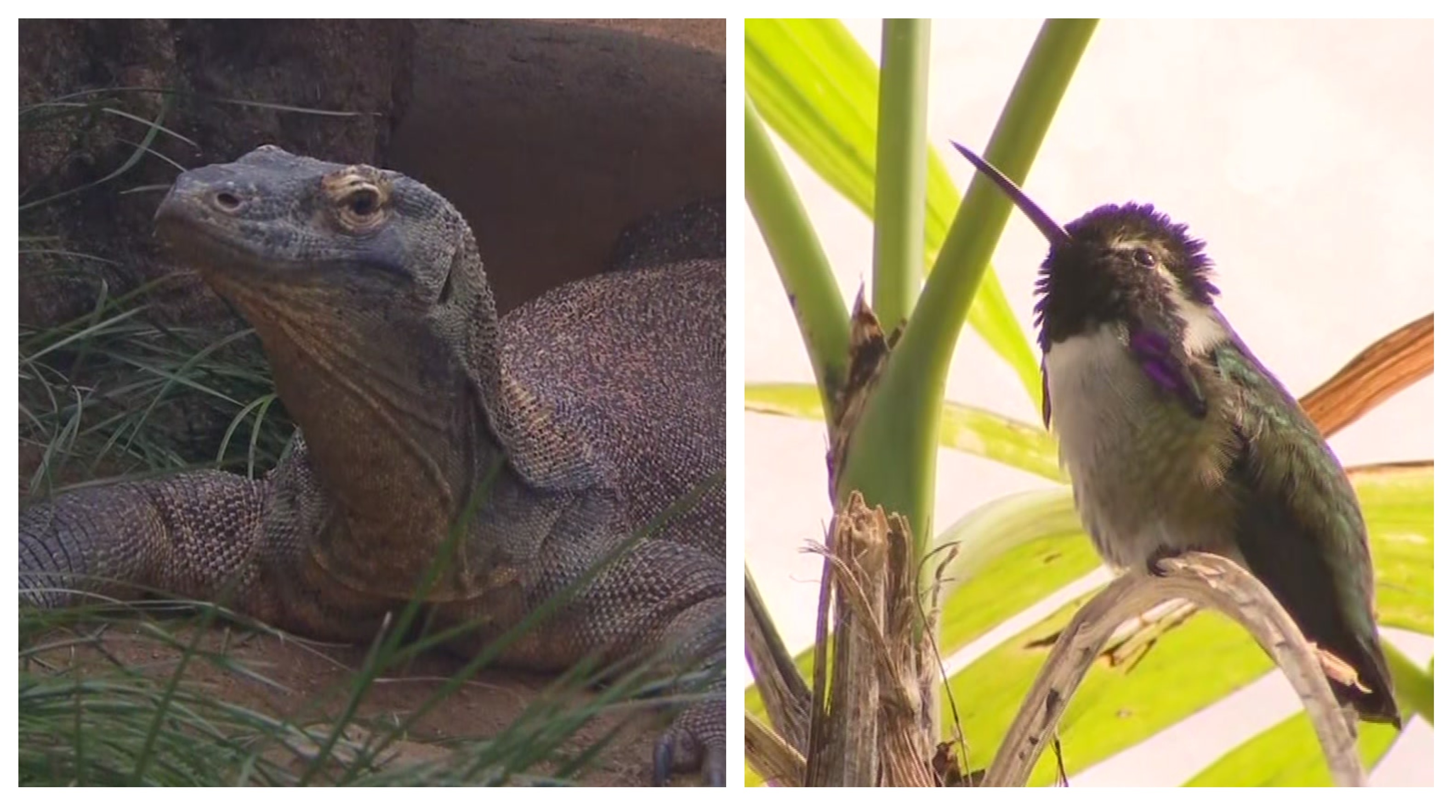 San Diego Zoo: Komodo Kingdom and Hummingbird Habitat – NBC 7 San Diego