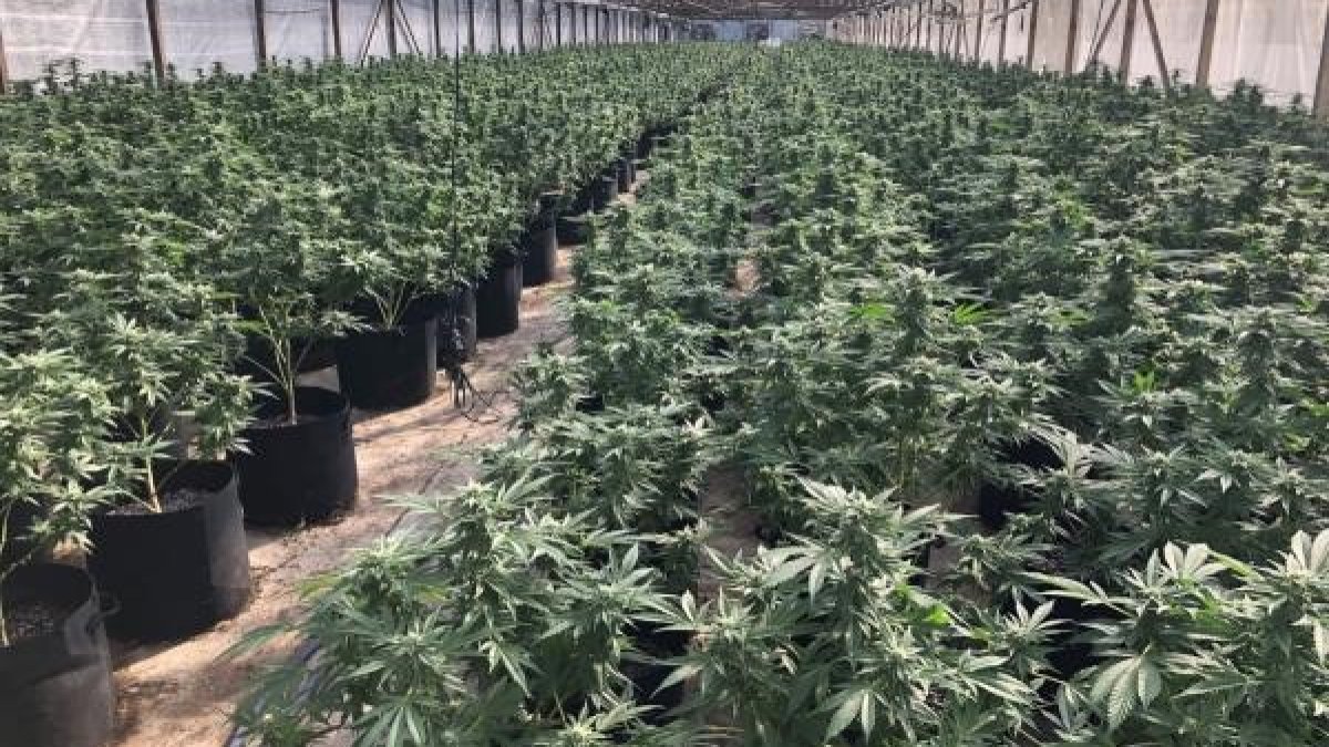 15,000 Plants Seized in Raid on Illegal California Pot Farm NBC 7 San