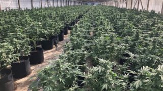 This photo provided by the San Diego County Sheriff's Department shows an illegal marijuana grow in an unincorporated area of Valley Center northeast of San Diego County on Friday, June 25, 2021.