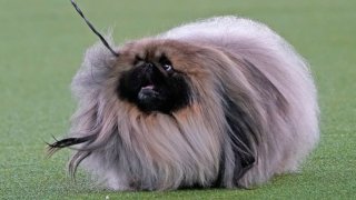 A Pekingese named Wasabi walks with its handler in the Best in Show at the Westminster Kennel Club dog show, Sunday, June 13, 2021, in Tarrytown, New York. The dog won the blue ribbon in Best in Show.