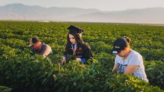 Jennifer Rocha has been working in the fields with her parents, Jose Juan and Angelica Maria, since she was in high school.