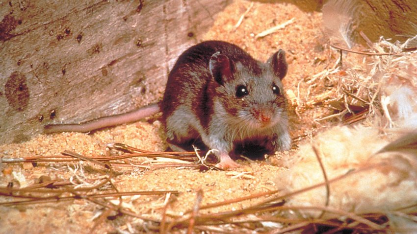 FILE: A deer mouse is a potential Hantavirus carrier. (Photo by Smith Collection/Gado/Getty Images).