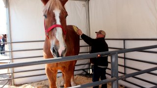 Big Jake Dies -- World's Tallest Horse