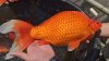 Why giant goldfish are storming America's Great Lakes