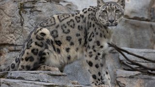 Ramil, a snow leopard at the San Diego Zoo.