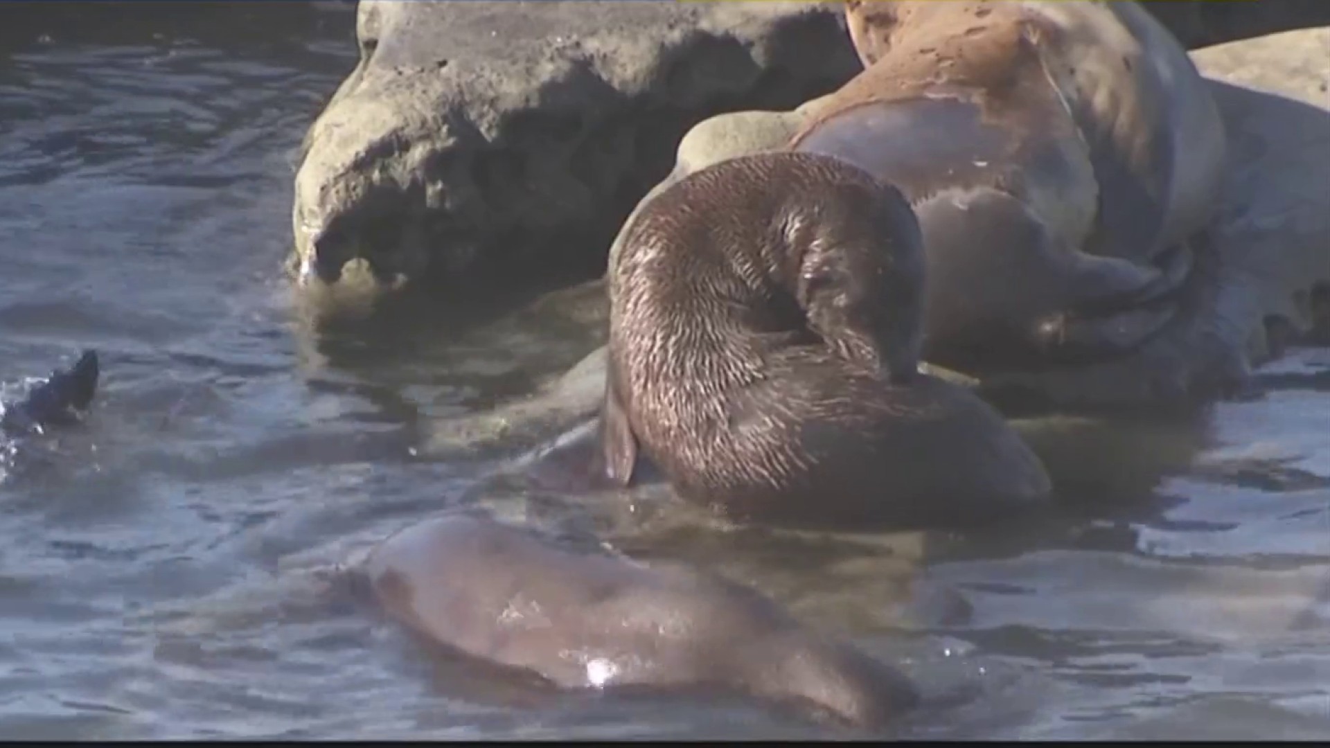 City Seeks to Close Another La Jolla Beach for Seals – NBC 7 San Diego