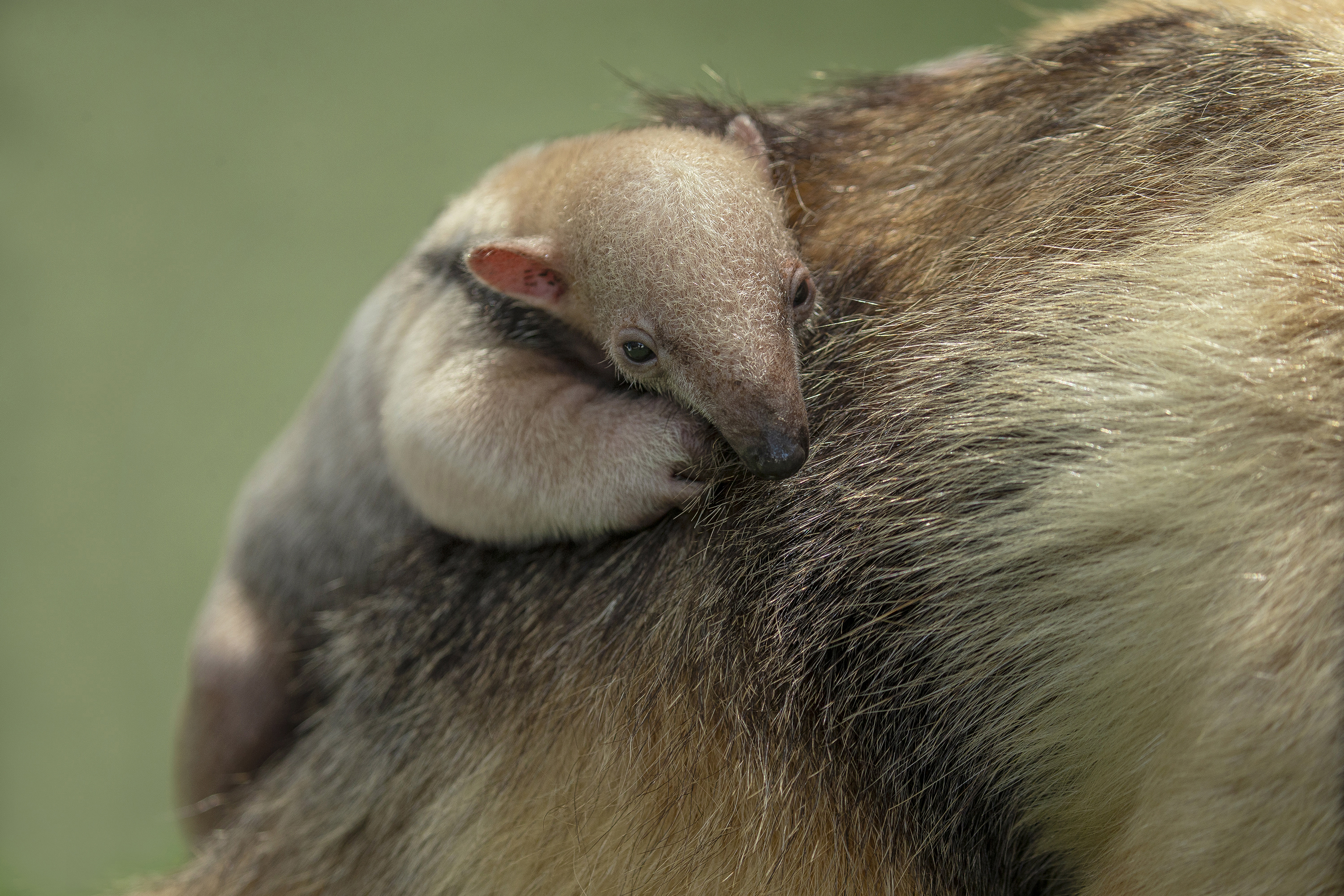 San Diego Zoo's Names Tamandua Pup After Padres Super Star – NBC 7