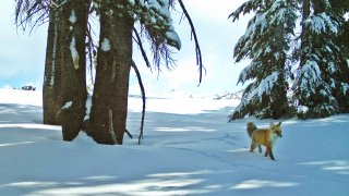 A red fox walks in Yosemite National Park