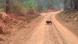 An orphaned bear cub struggles to survive as it walks alone along a mountain road impacted by the Dixie Fire in Plumas County, Calif., Sunday, Aug. 15, 2021. Thousands of Northern California homes remain threatened by the nation's largest wildfire and officials warn the danger of new blazes erupting across the West is high because of unstable weather.