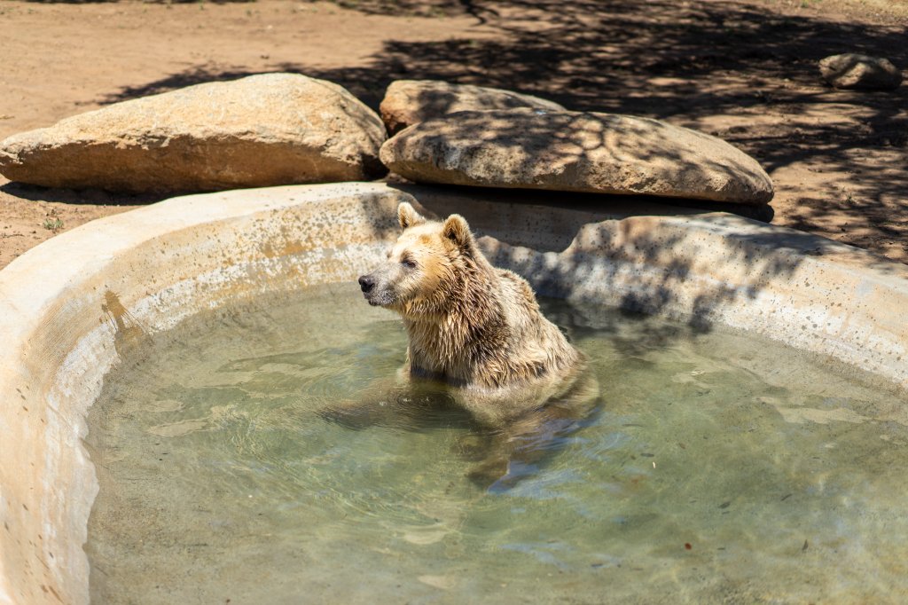 Alpine: Lions Tigers & Bears Animal Sanctuary Guided Visit