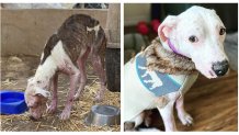 Before and after images of Amara. Right: Amara was found severely malnourished roaming around the streets of Mexico. Left: After veterinary treatments and care from The Animal Pad, Amara's health recovered greatly.