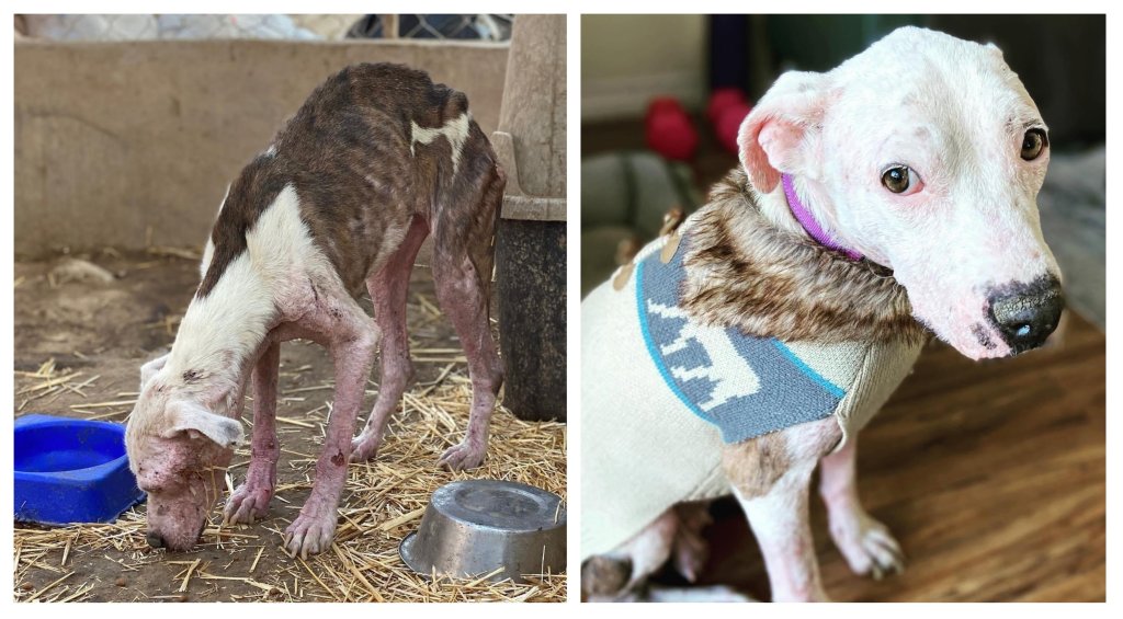Before and after images of Amara. Right: Amara was found severely malnourished roaming around the streets of Mexico. Left: After veterinary treatments and care from The Animal Pad, Amara's health recovered greatly.