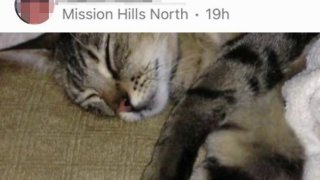 A screenshot of the post about Lulu on NextDoor