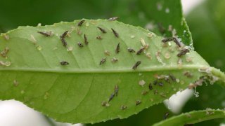 An image of the citrus tree bacterial disease, known as Huanglongbing or “citrus greening,"