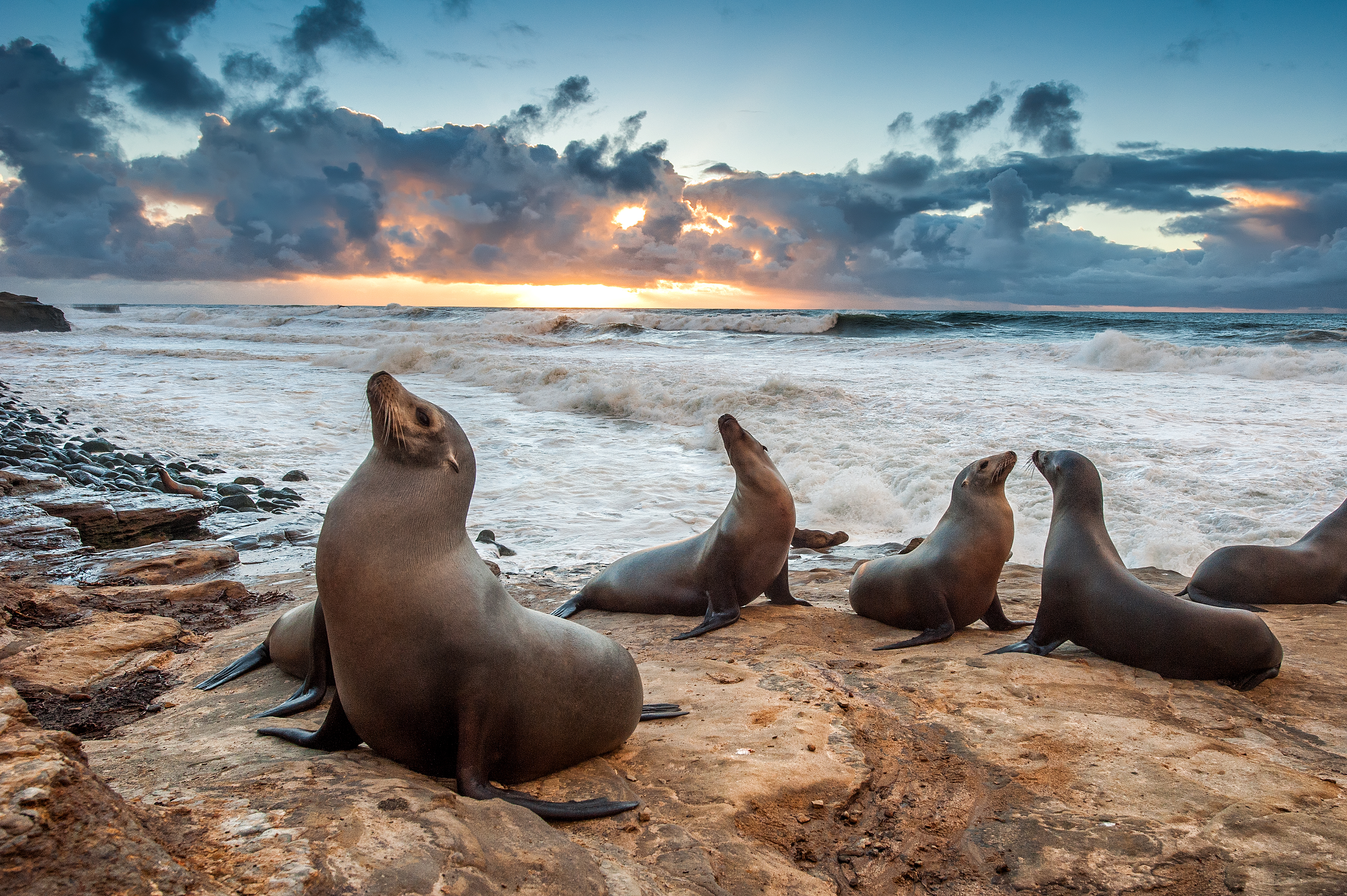 City Council Votes on Year-Round Closure at Boomer, Point La Jolla Beaches  to Protect Sea Lions - Times of San Diego