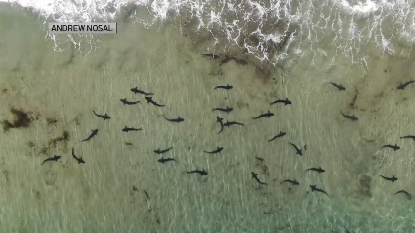Fin-credible Sight: Leopard Sharks Return to La Jolla Shores