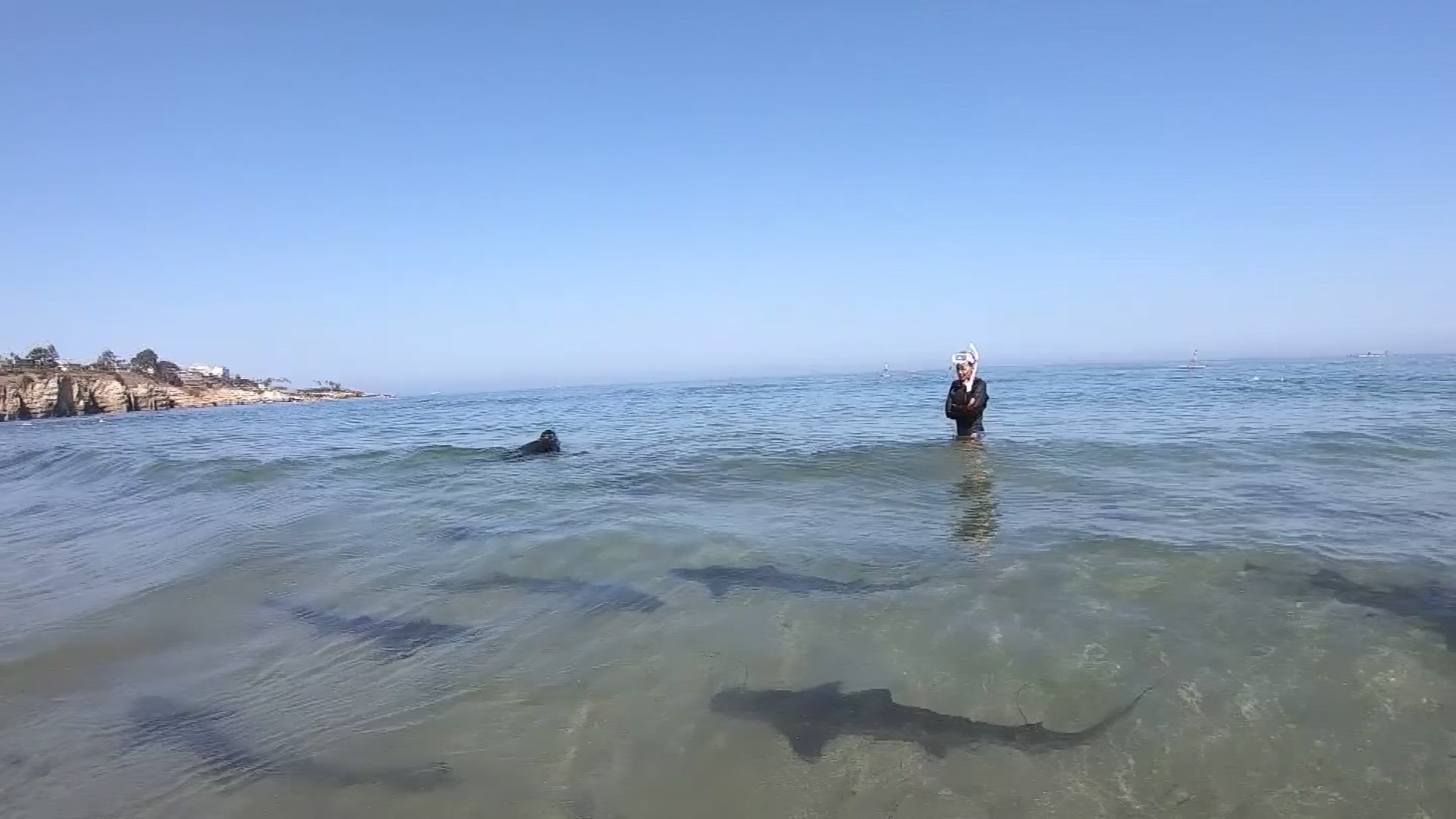 Leopard Shark Season At La Jolla Beaches NBC 7 San Diego   N5AF VO1 LEOPARD SHARKS KNSDEWPS 00 00 4407 