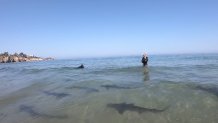 Leopard sharks are fairly friendly and harmless to humans. Here, they swim near one in La Jolla.