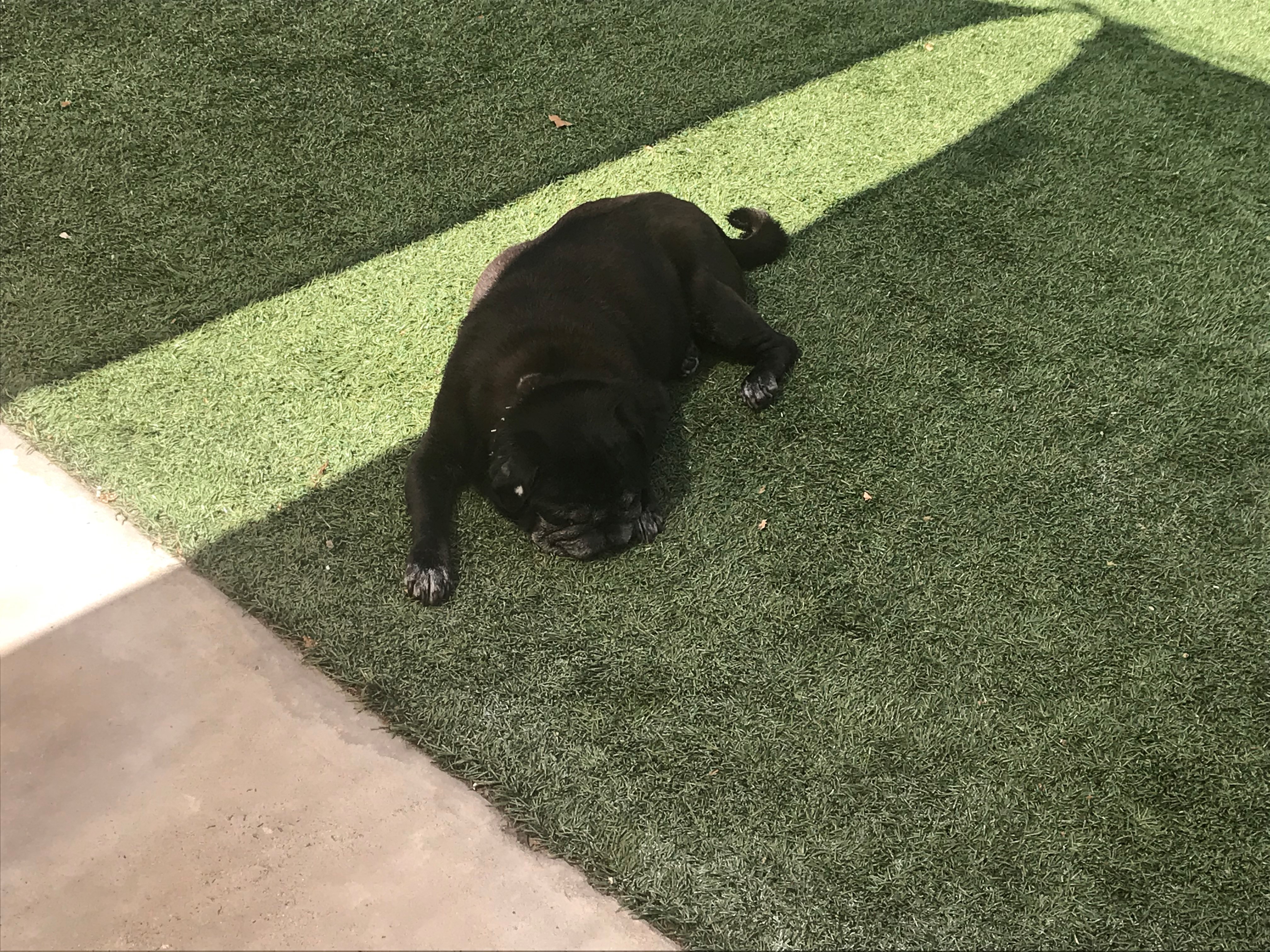 Human Resources Manager Sage Pierce has a pack of three dogs that bring happiness to her household every day. First up is Ninja, the 13-year-old pug! This mellow fellow sometimes is so into his sleep that he snores loud enough to be heard during meetings.