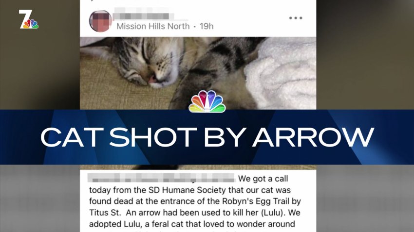 Nightly Check-In: Cat Shot With Arrow