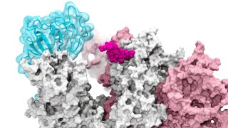 This rendering depicts the glycan N343 (magenta) acting as a molecular crowbar to pry open the SARS-CoV-2 spike’s receptor binding domain, or RBD (cyan), from a “down” to an "up" position.