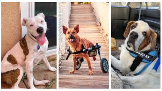 All three adorable pooches are available adoption from The Animal Pad. Left to right: Athena, Bebe and Buick.