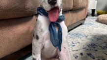 An image of adoptable pup, Forrest.