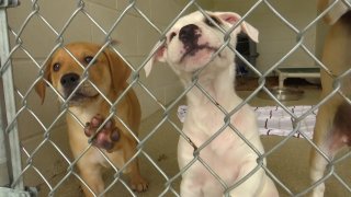 A couple of puppies at a San Diego animal shelter.