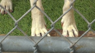 An image of a dog's paws.