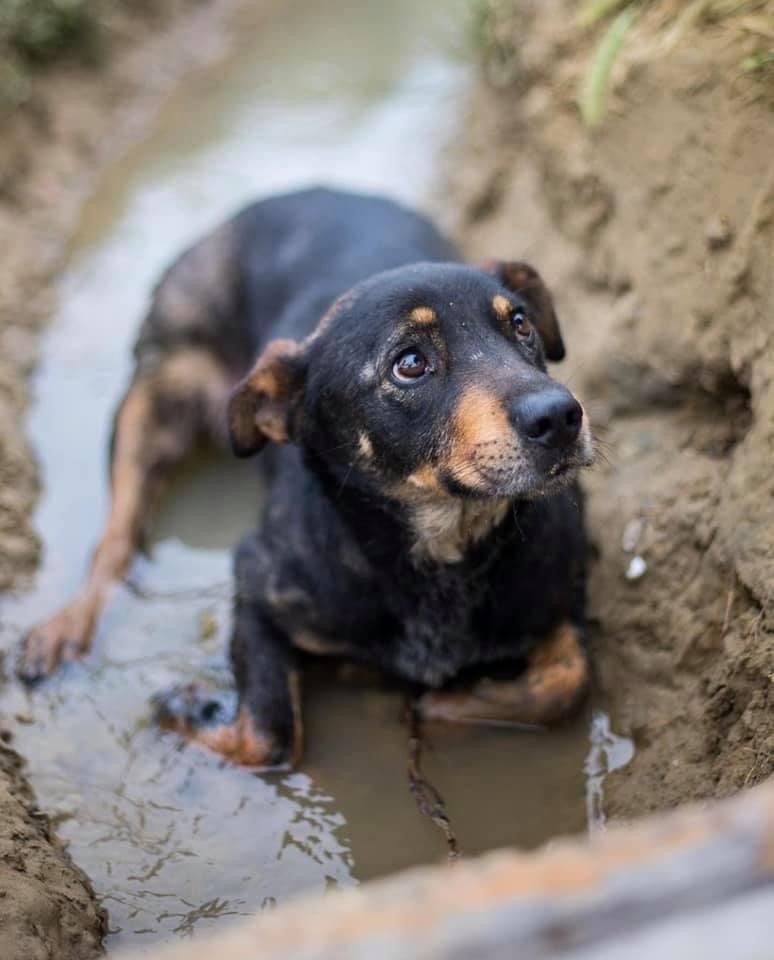 A street beats the heat by laying in a puddle of mud.