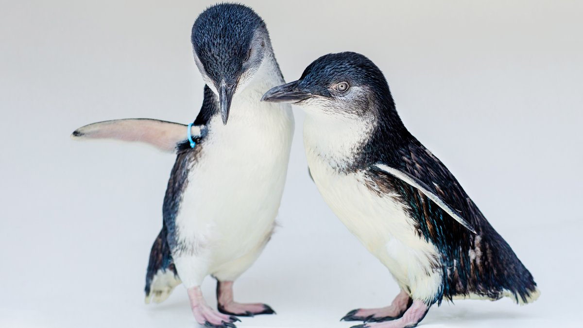 Birch Aquarium Moves 5 Little Blue Penguins From San Diego to