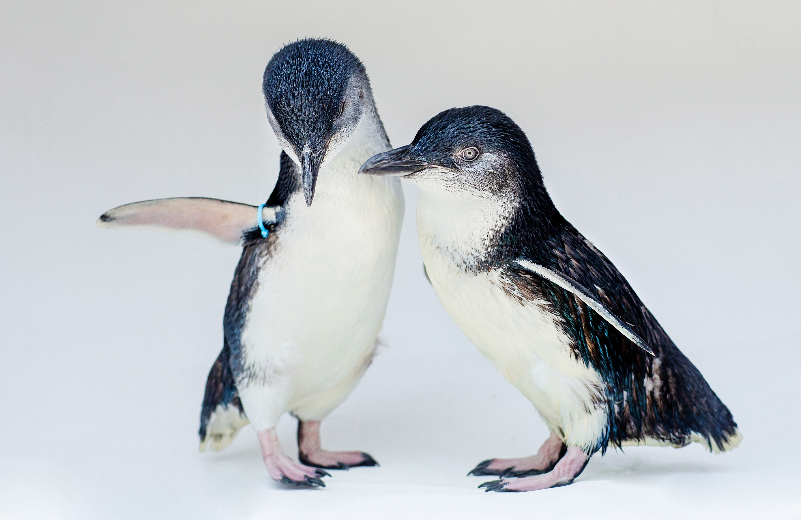 Cincinnati Zoo hatches two little blue penguins