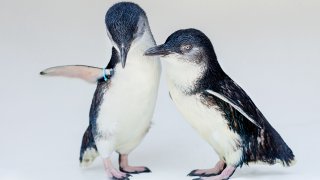 Little Blue Penguins
