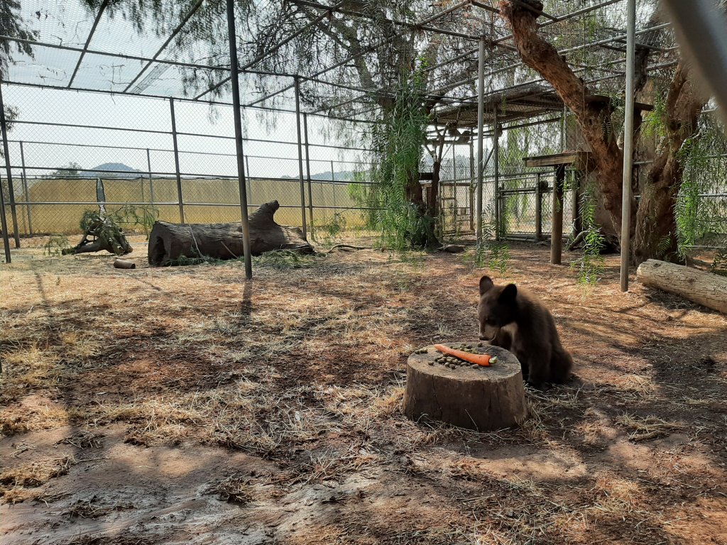 The San Diego Humane Society's Ramona Wildlife Center created an enclosure that mimics the cubs' natural environment.