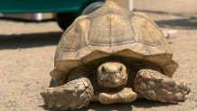 New Tortoise at Lions Tigers & Bears Animal Rescue