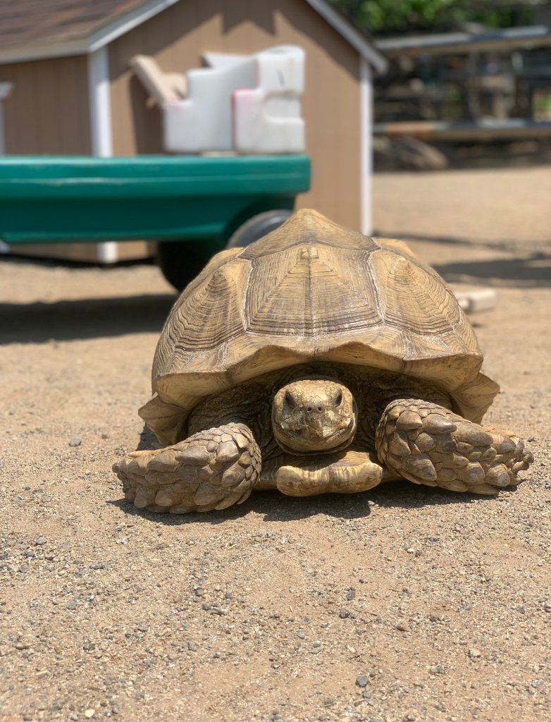 New Tortoise at Lions Tigers & Bears Animal Rescue
