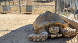 New Tortoise at Lions Tigers & Bears Animal Rescue 2