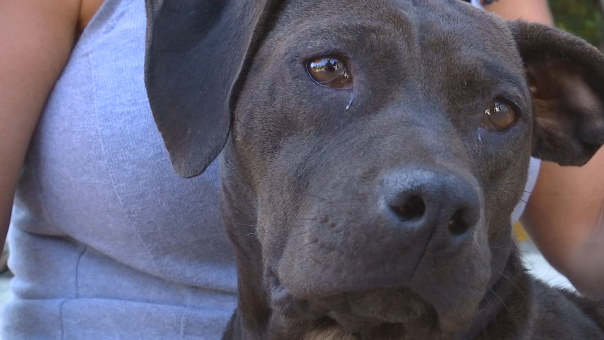 San Diego Small Animal Rescue Adopts Out Itty Bitty Pets – NBC 7 San Diego San Diego Small Animal Rescue Adopts Out Itty Bitty Pets – NBC 7 San Diego