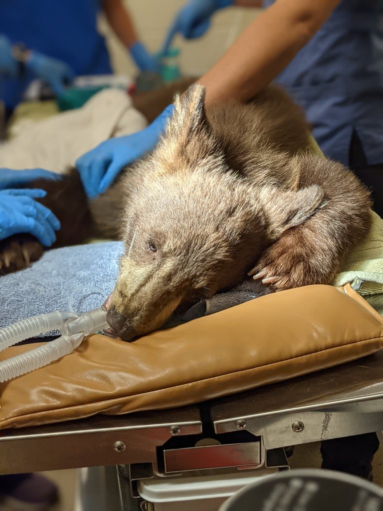 The cubs were medically evaluated upon their arrival at the Ramona Wildlife Center.