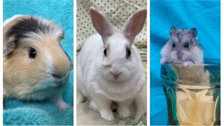 A guinea pig, rabbit and hamster available for adoption at the San Diego Humane Society.