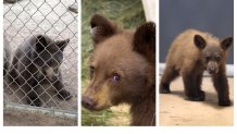 The San Diego Humane Society's Ramona Wildlife Center has taken in four bear cubs -- one which was found with burns on its paws and triplets that were orphaned.